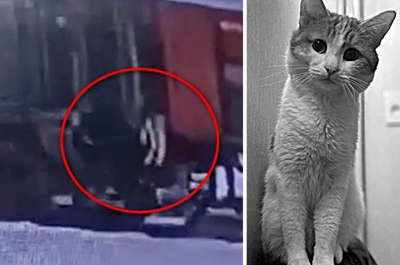 В РЖД и прокуратуре расследуют гибель кота Твикса, выброшенного из поезда