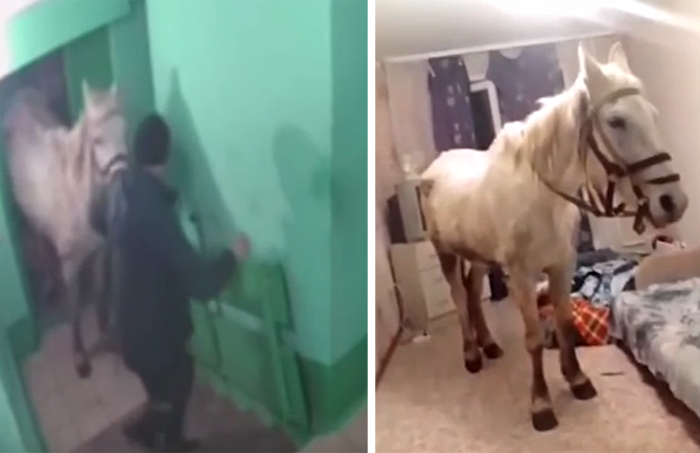 Кемеровчанин подарил коня на 8 марта жене в квартире – видео