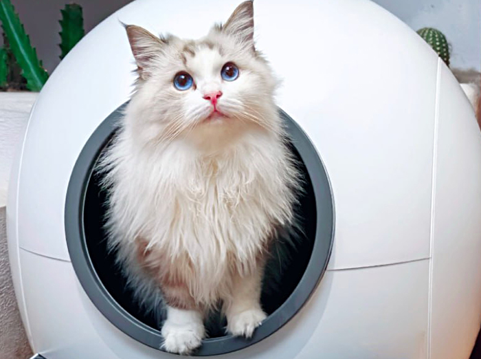 Умный кошачий лоток AmiCura cura1 с автоматической дверью появился в продаже на российском рынке