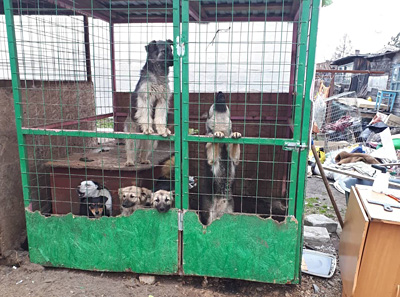 В приюте под Новосибирском погибают собаки