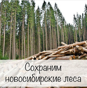 Сохранить лес в Новосибирске призывают активисты-экологи
