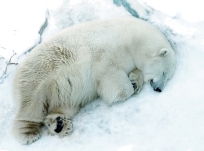 «Прости нас, Умка…». В зоопарке Екатеринбурга белый медведь съел резиновый мяч и умер