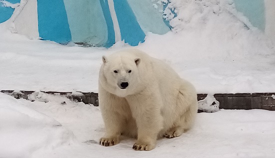 Белая медведица Герда в Новосибирском зоопарке готовится стать мамой в четвертый раз