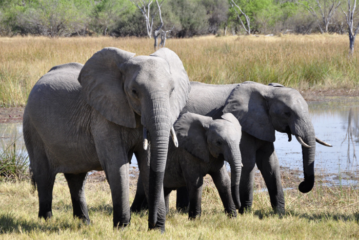 Власти Шри-Ланки решили посчитать слонов