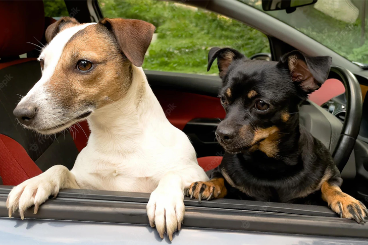 Машину с закрытой внутри собакой эвакуировали на штрафстоянку в Новосибирске