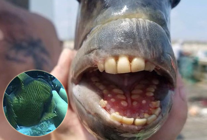 Уродливая рыба с человеческими зубами покусала дайвера в Шарм-эль-Шейхе