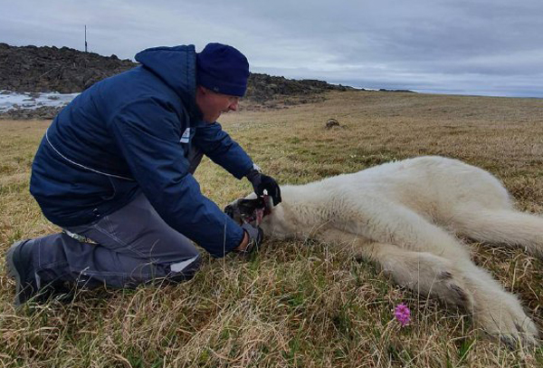 Белого медведя с банкой сгущенки во рту спасли в Красноярском крае московские ветеринары