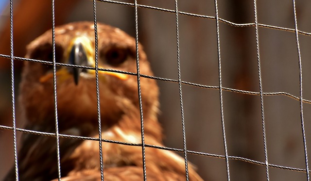 В Новосибирском зоопарке сгорел зимний питомник для птиц. Погибли 26 пернатых