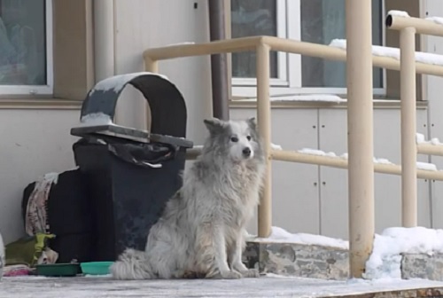 В Кемерове второй год подряд собака ждёт хозяина на крыльце ковидария