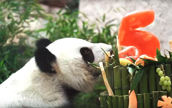 В Московском зоопарке панды Жуи и Диндин отметили День рождения