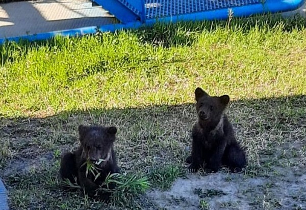 В Томской области два маленьких медвежонка мешают добывать газ