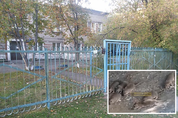 Крысиное нашествие рядом с детским садом сняли на видео в Новосибирске