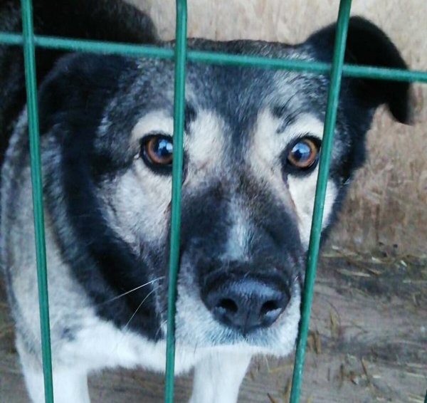 Живодеры в селе под Новосибирском отравили всех бездомных собак
