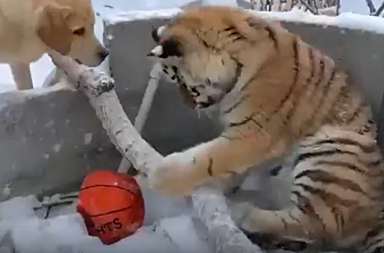 Львенка и двух тигрят в иркутском зоопарке воспитывает лабрадор