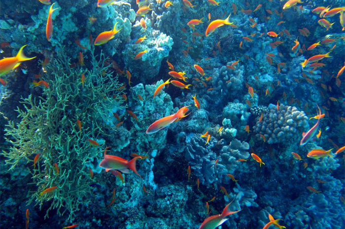 Гематомы и ожоги – кораллы в Египте могут ужалить