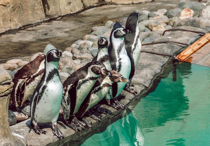 Пингвины Гумбольда в Новосибирском зоопарке переехали жить на улицу
