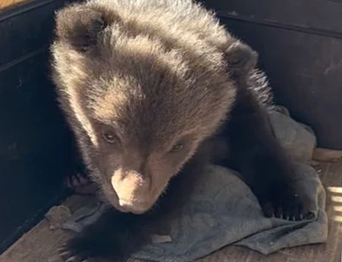 Найденного возле дороги малыша-медвежонка спасают в Новосибирске