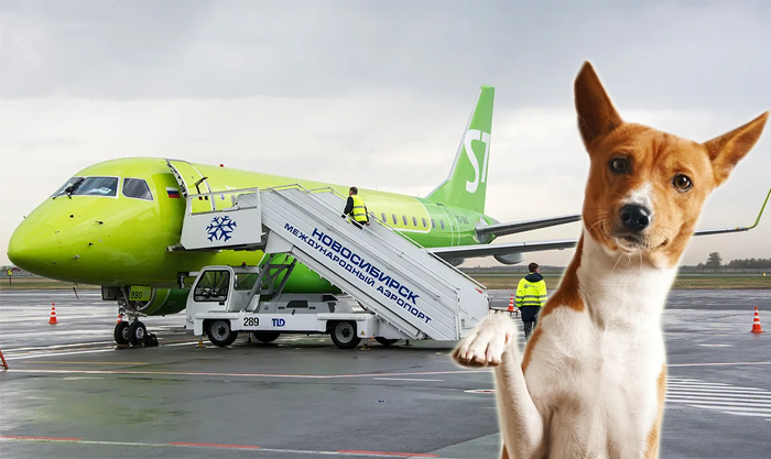 Самолет S7 Airlines не смог приземлиться в Новосибирске из-за собаки