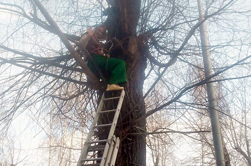 Спасительница кота застряла на дереве в Новосибирске
