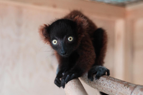 lemur vari novosibirskij zoopark