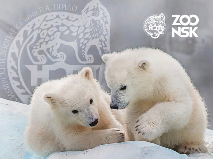 В Новосибирском зоопарке выбрали имена для белых медвежат