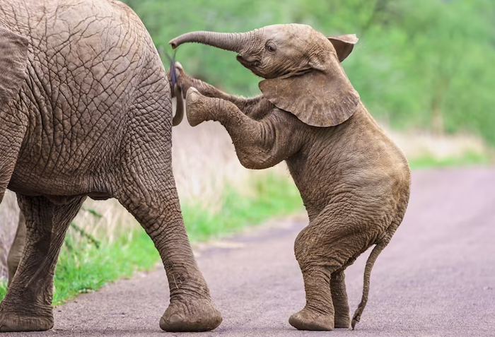 Индийские слоны приехали на летние каникулы в Сочи