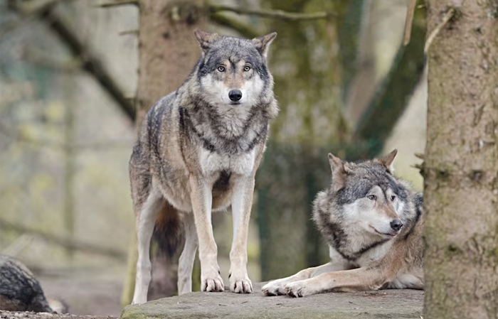 Пять волков и одного питона забрали у жителя Новосибирской области