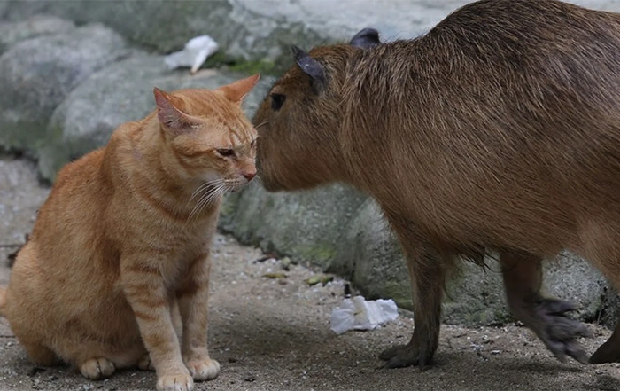 В Малайзии капибары усыновили кота — теперь он тоже морская свинка