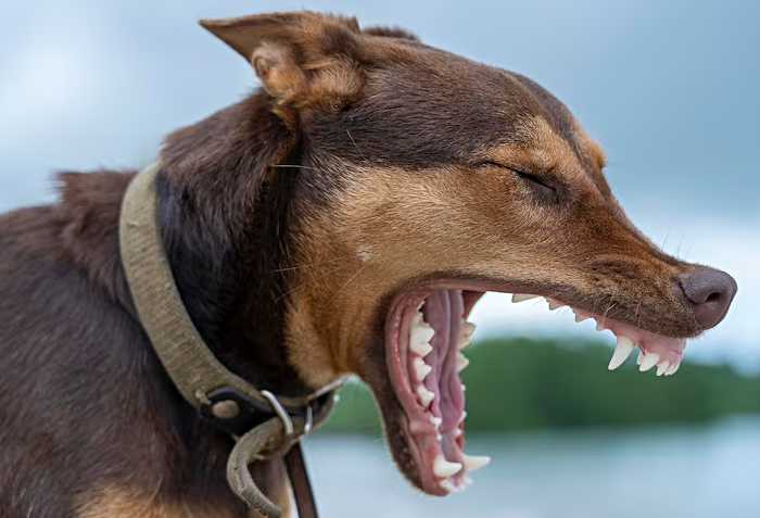 Выгул опасных собак без намордника предлагают наказывать крупным штрафом в России