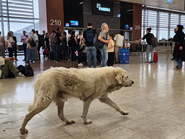 Бродячие собаки разгуливают по залам аэропорта Сабихи Гекчен в Стамбуле