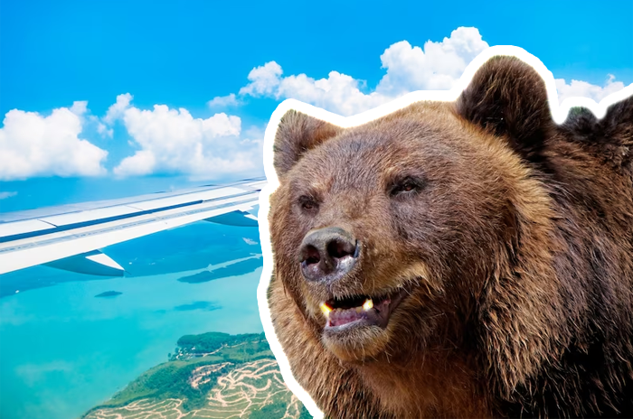 В аэропорту Дубай из-за сбежавшего медведя задержали вылет самолета