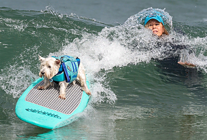 Чемпионат мира по серфингу для собак прошел в Калифорнии