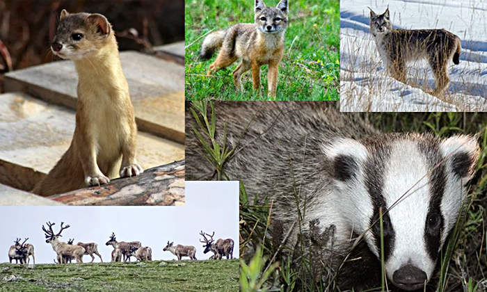 Самые красивые животные названы в Байкальском заповеднике
