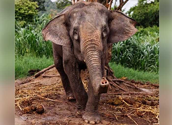 Милые слоны-грабители напали на фуру с апельсинами в ЮАР – видео