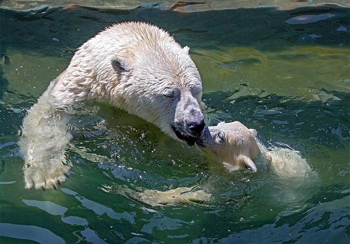 Белая медведица Герда из Новосибирского зоопарка отметила 16-летие