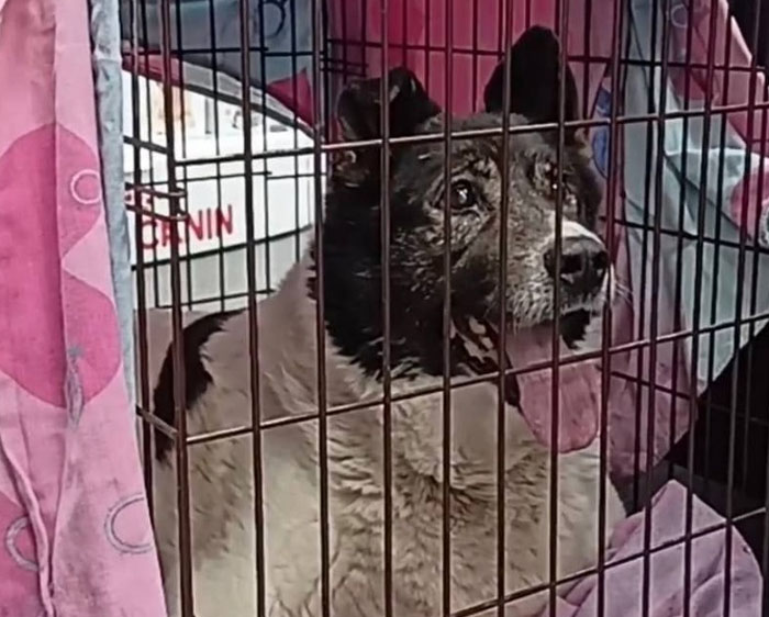 Собаку с инфарктом спинного мозга спасали волонтеры в Новосибирске