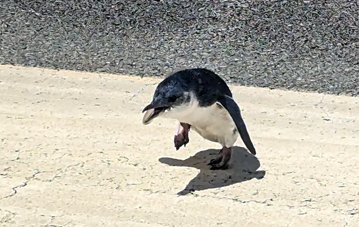 В Новой Зеландии маленький пингвин нарушил работу аэропорта Веллингтон