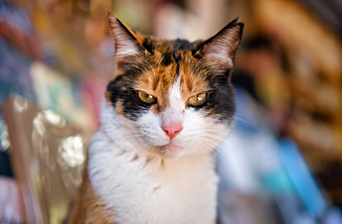 Производитель товаров для домашних животных предложил «уволенным» котам полный пансион и должность тестировщика