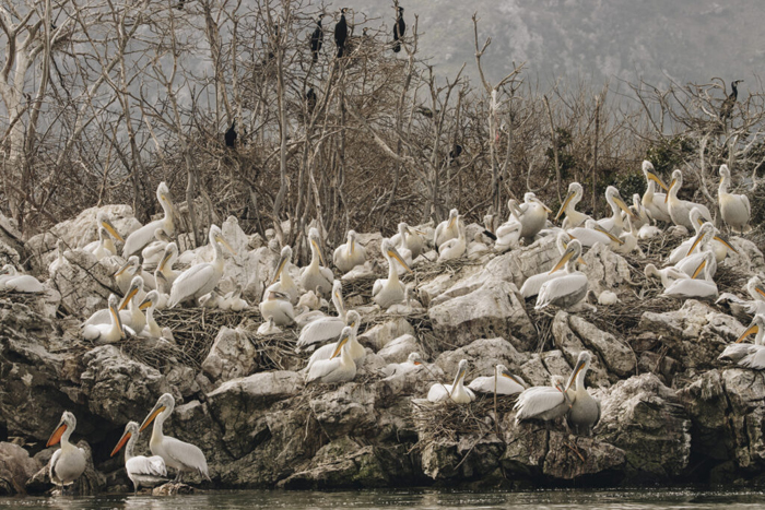 Остров пеликанов Малый Морачник на Скадарском озере – Черногория