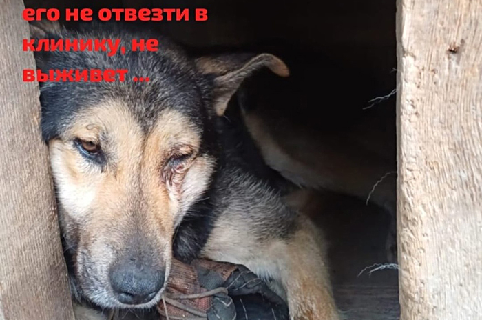 Дворнягу с огнестрелом в голове спасают новосибирские волонтёры